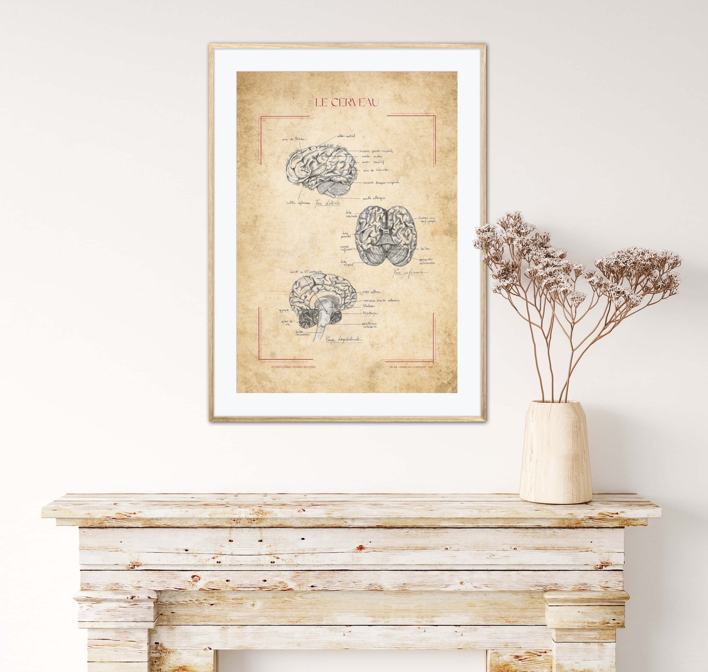 Poster : Anatomie du Cerveau