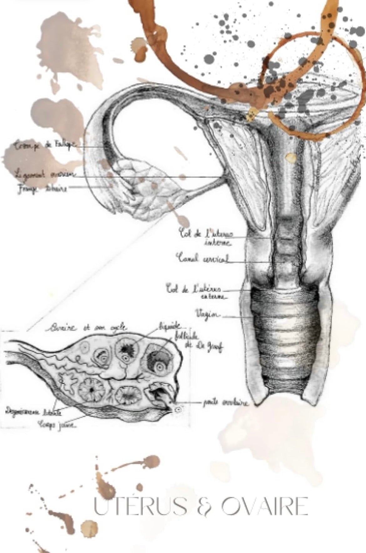 Carnet de notes - Notebook - Anatomie Vintage : Gynécologie