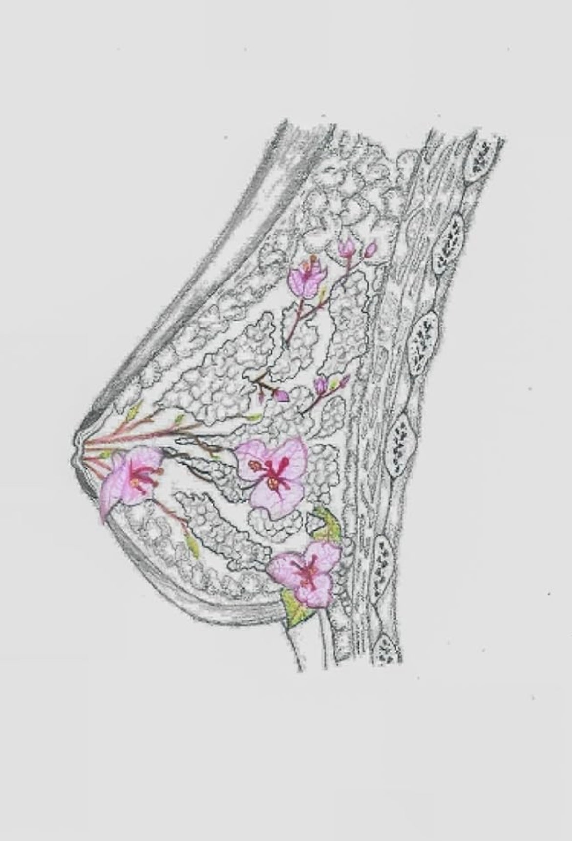 Carnet de notes - Notebook - Anatomie Poétique : Le sein