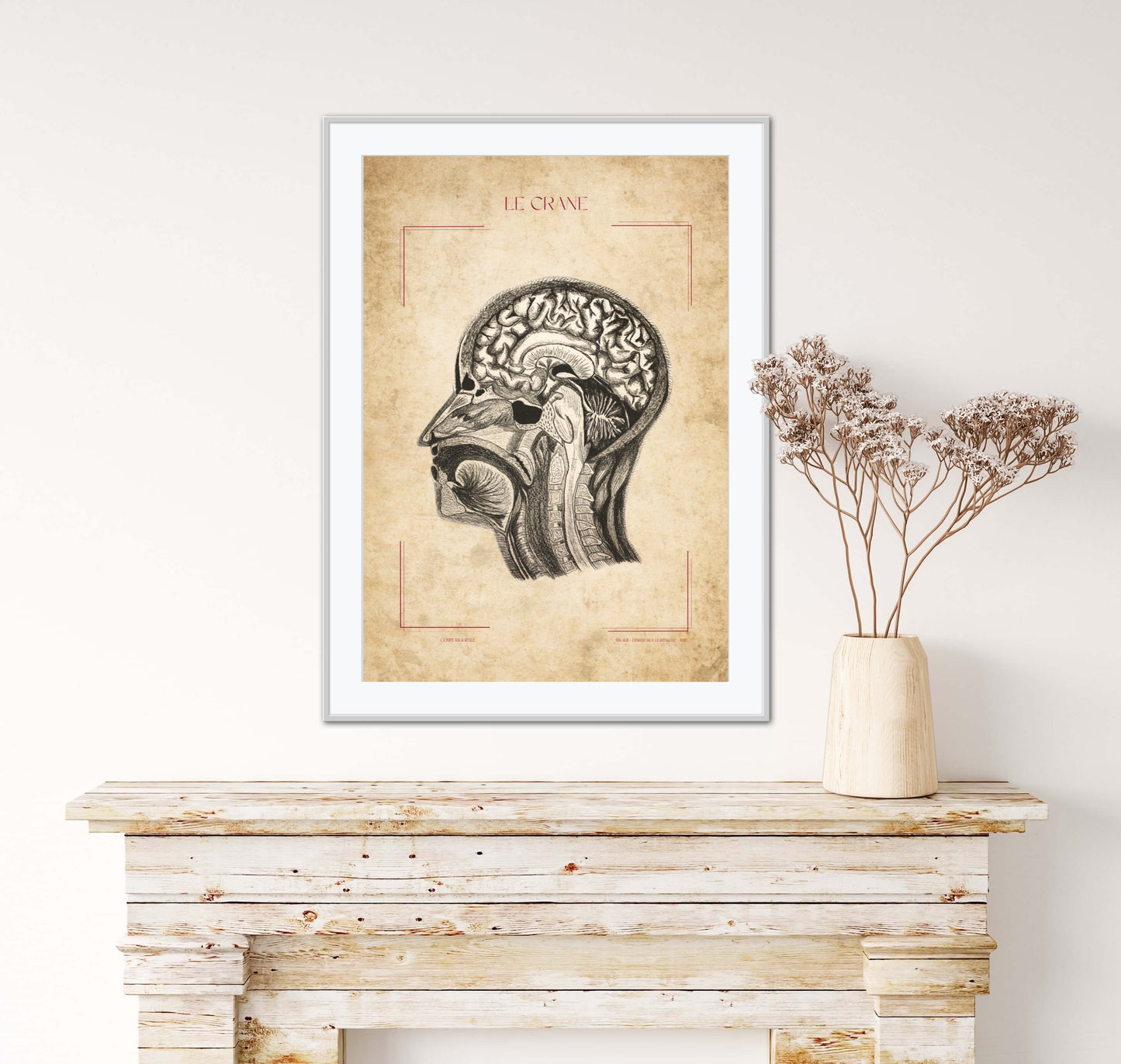Poster : la tête en coupe sagittale