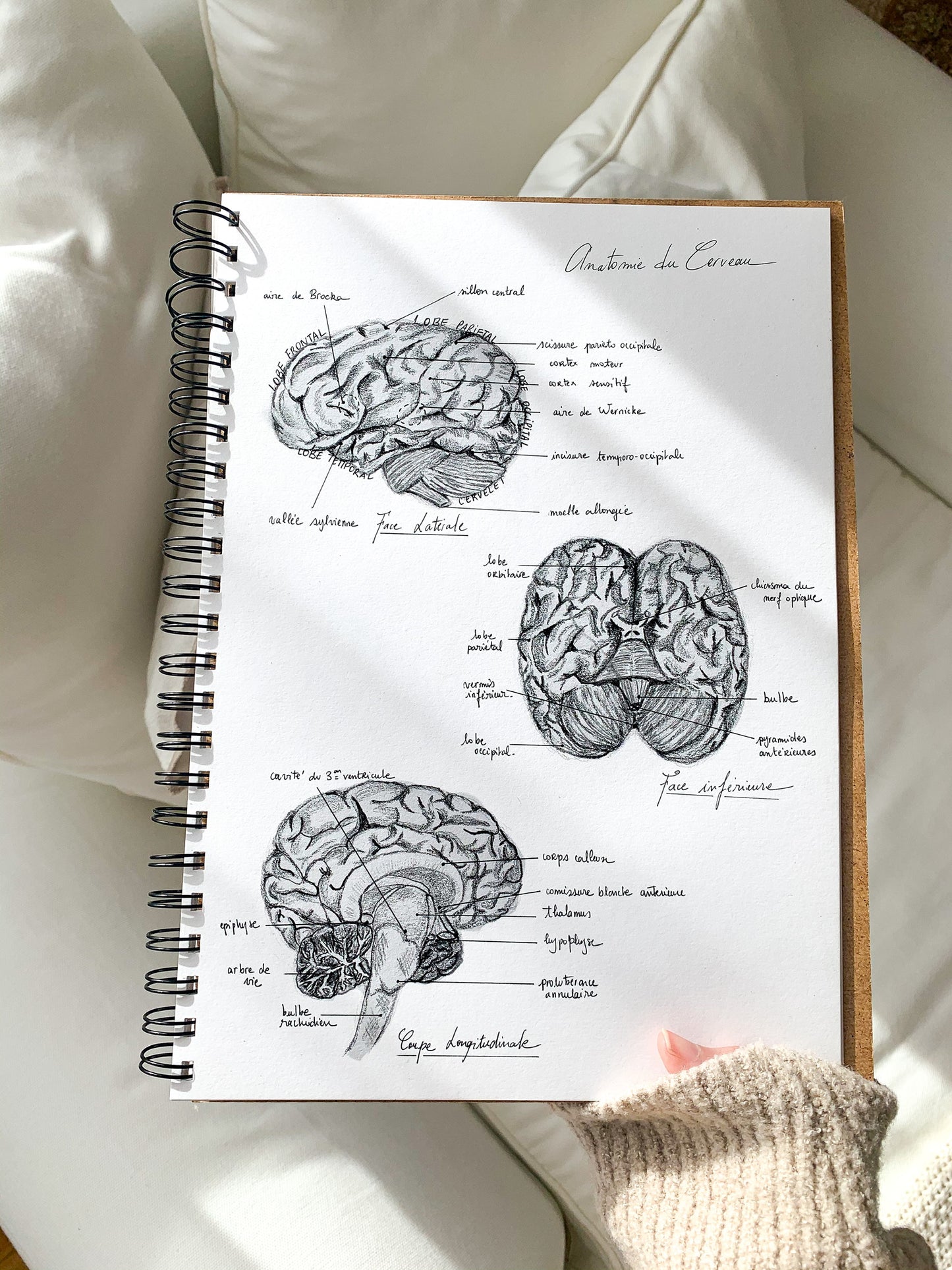 Carnet de notes - Notebook - Anatomie Vintage : Le Cerveau 🧠
